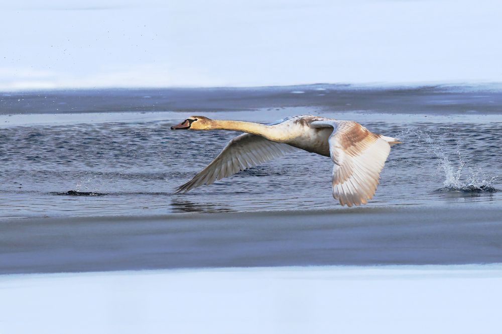 Photograph by Николай Протасеня