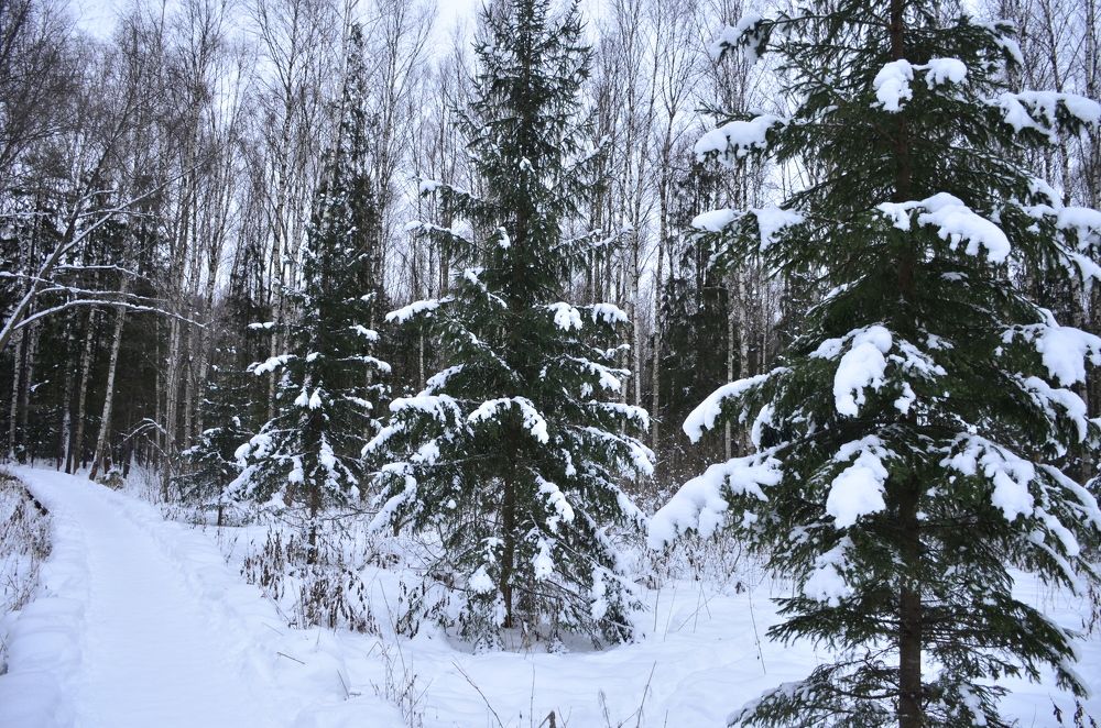 Фотография автора Алексей Власов