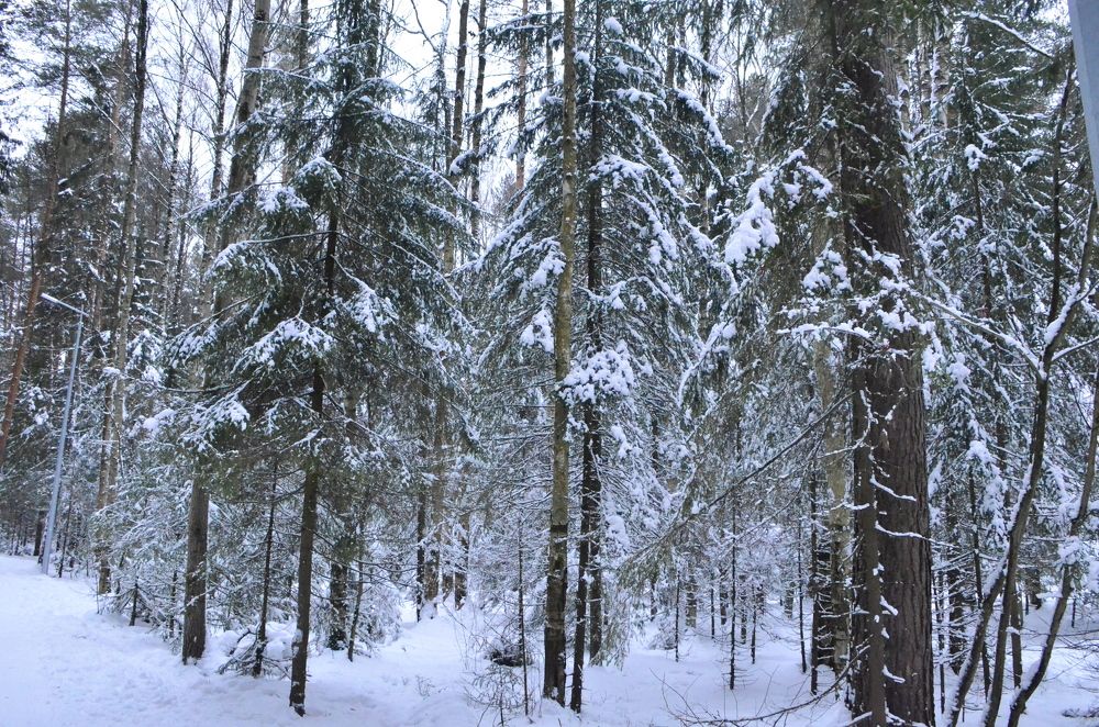 Фотография автора Алексей Власов