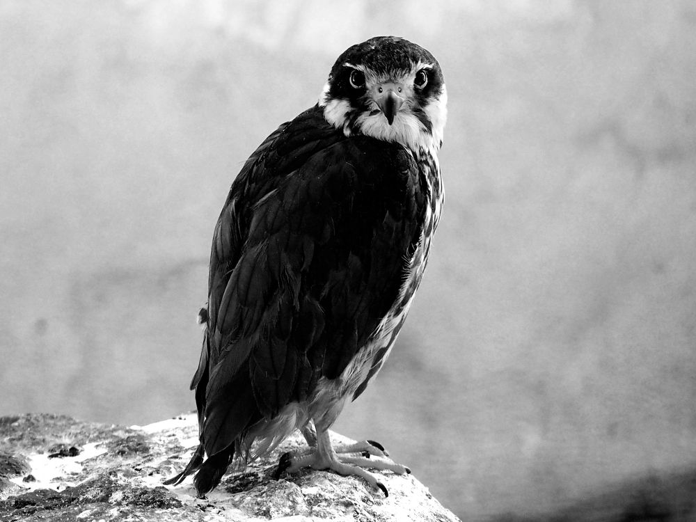 Photograph by Abdolreza Aleagha