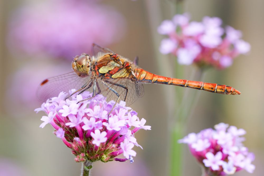 Photograph by Silvia Koopmans