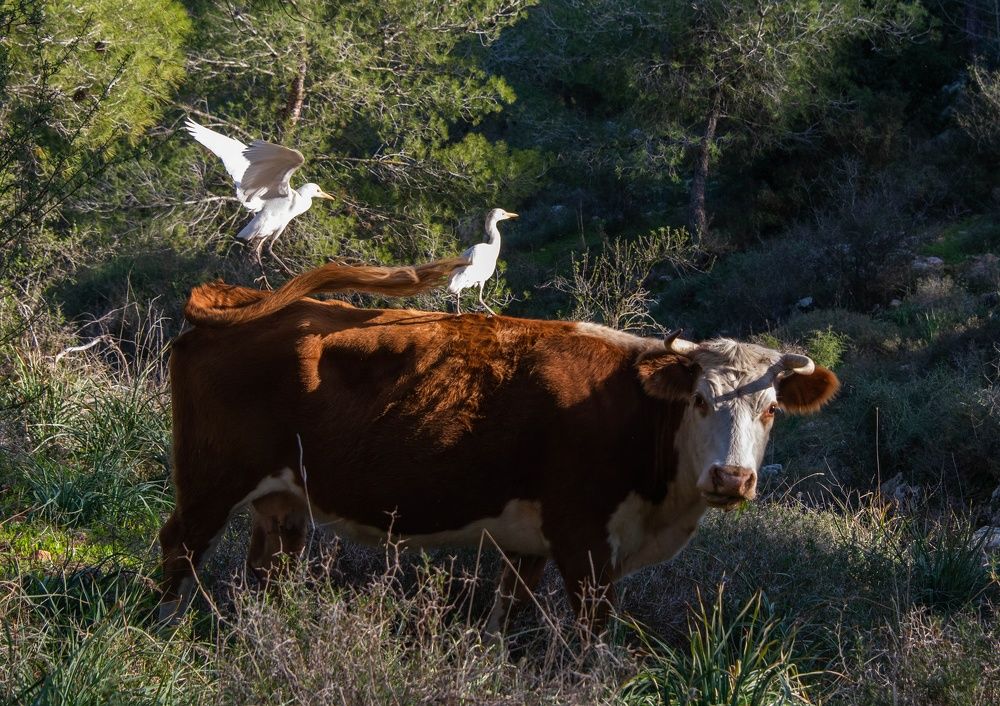 Photograph by Vladimir Bragilevsky