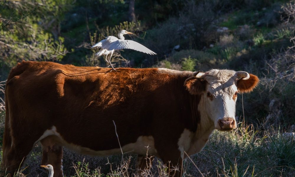 Photograph by Vladimir Bragilevsky