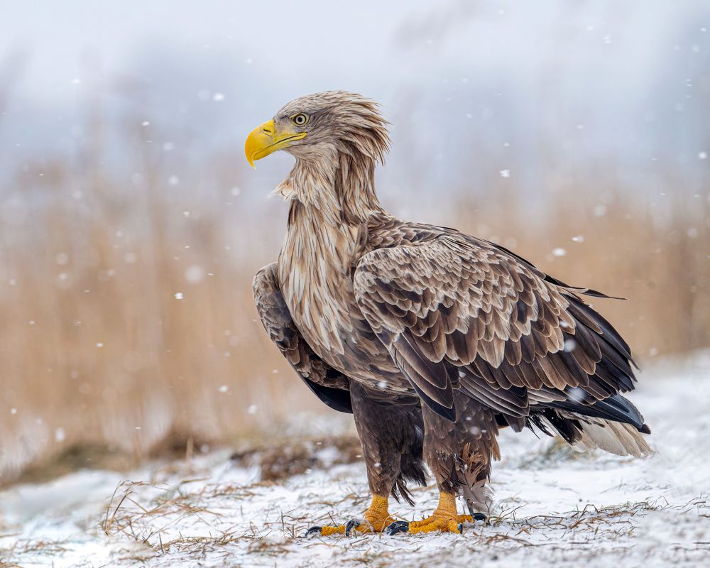 Photograph by Ruzhdi Ibrahimi