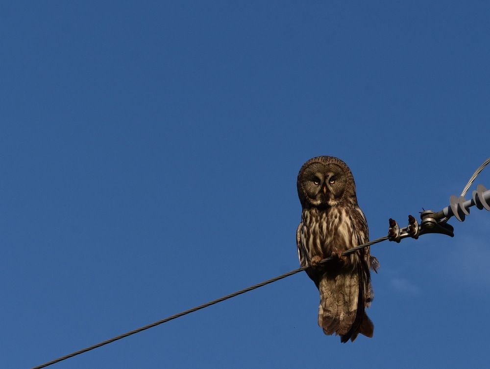 Photograph by Людмила Воропаева