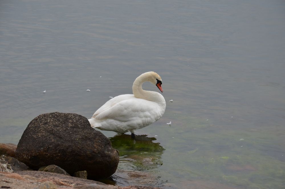 Photograph by Людмила Воропаева