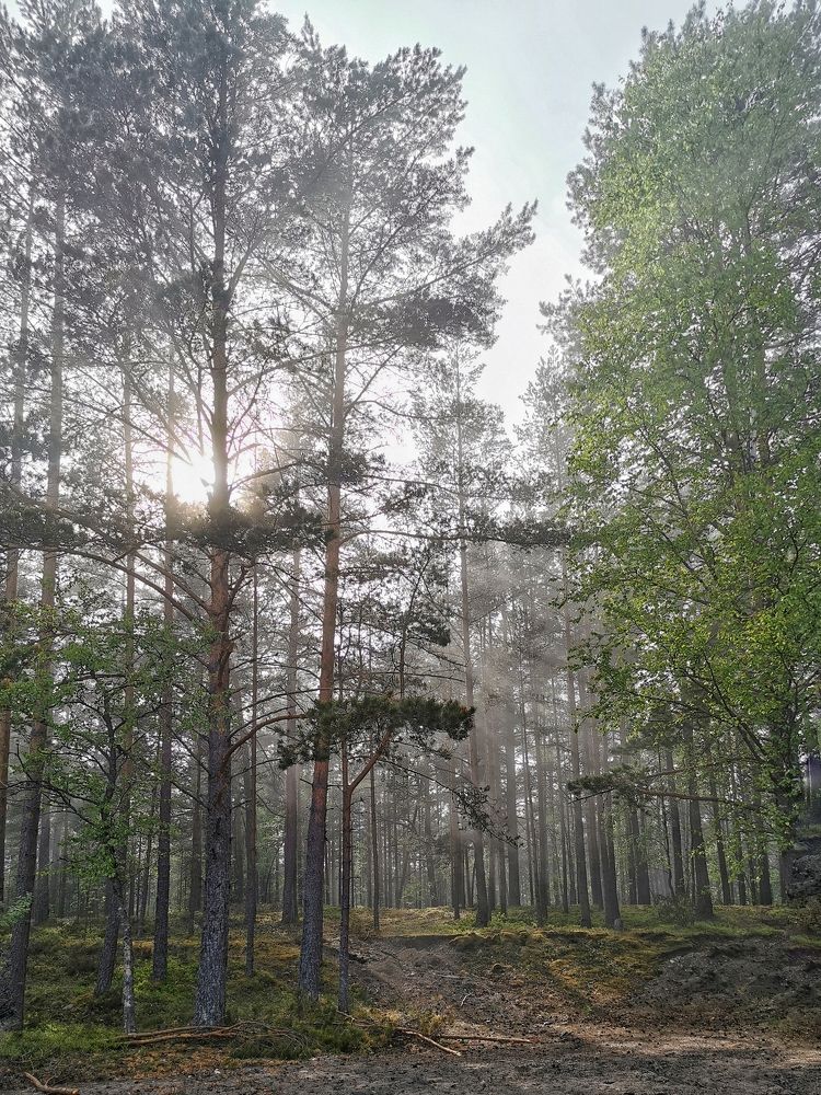 Sunlight in the forest