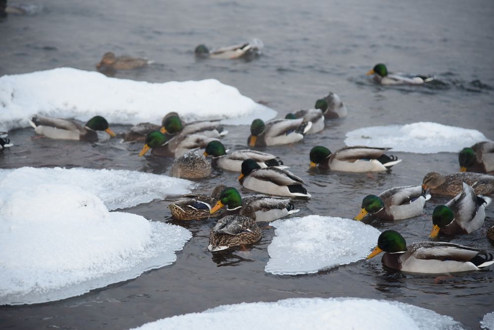 Photograph by Людмила Воропаева