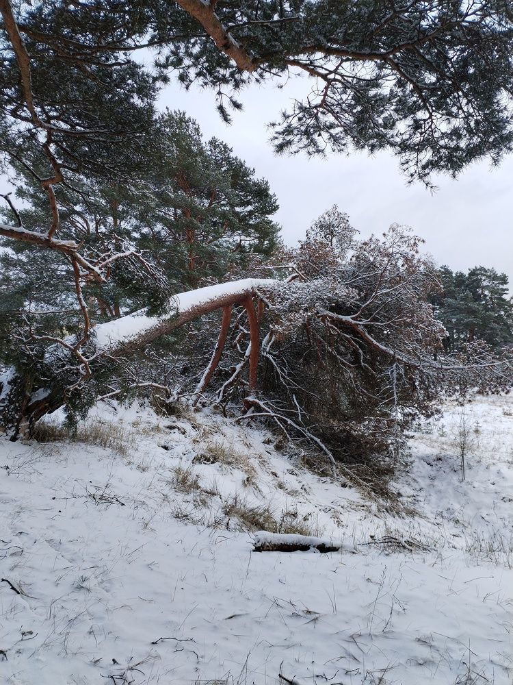 Photograph by Юлия Ю.