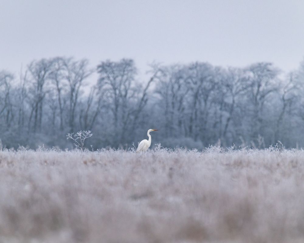 Photograph by Рамзан Давлетмирзаев