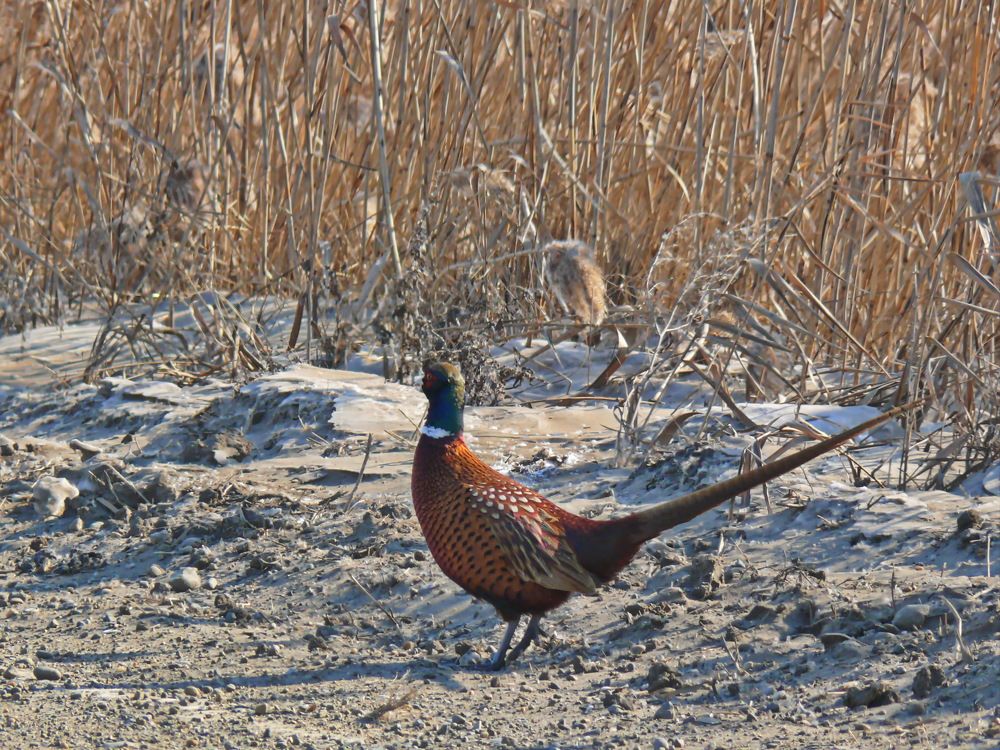 Фотография автора Анатолий Борисов