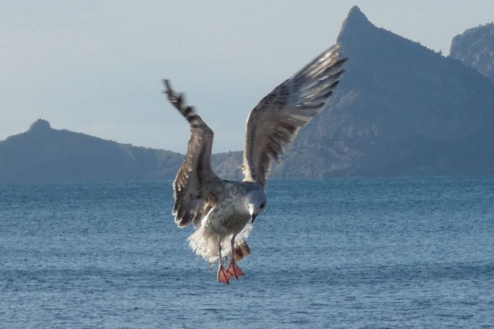 Photograph by Елена Юрьевна Шубенкина