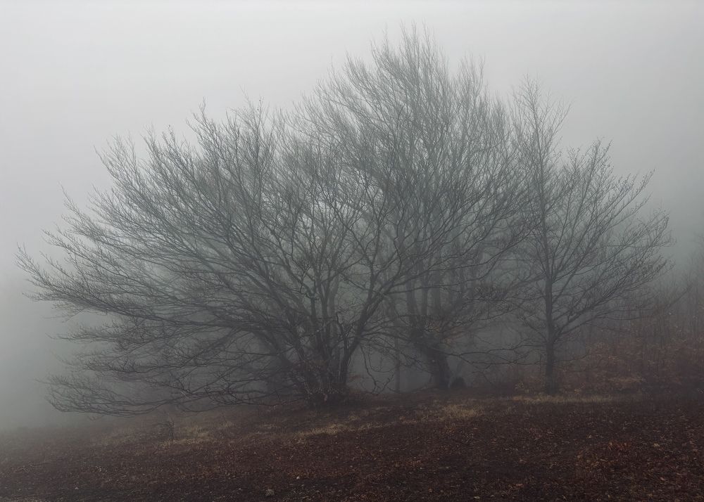 Photograph by Козинец Александр