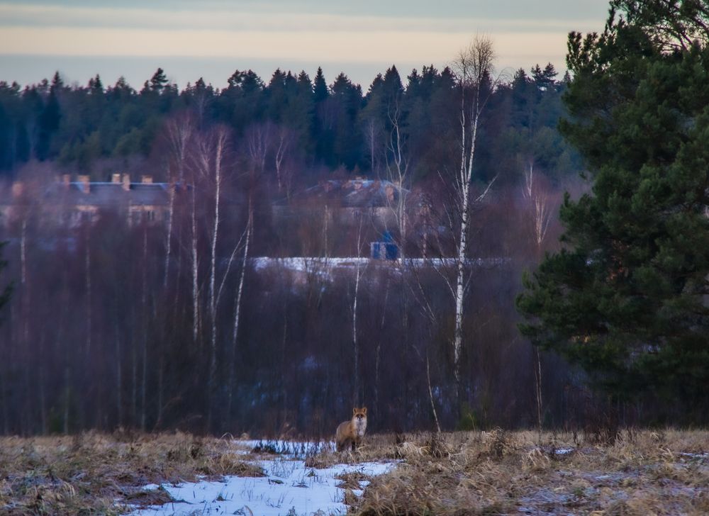 Photograph by Дмитрий Селицкий