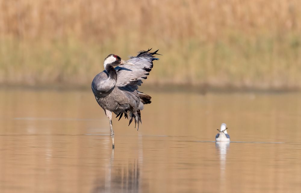 Photograph by Vahid Yavari