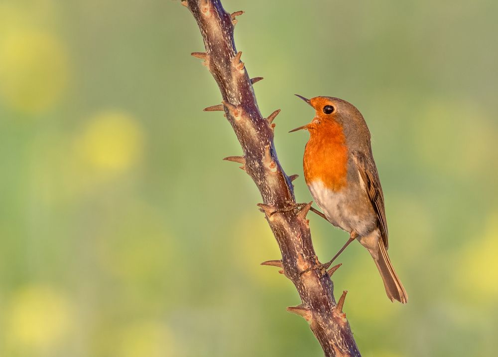 Photograph by Vahid Yavari