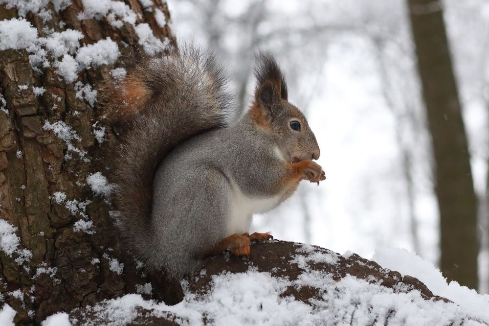 Фотография автора Колосова Елена