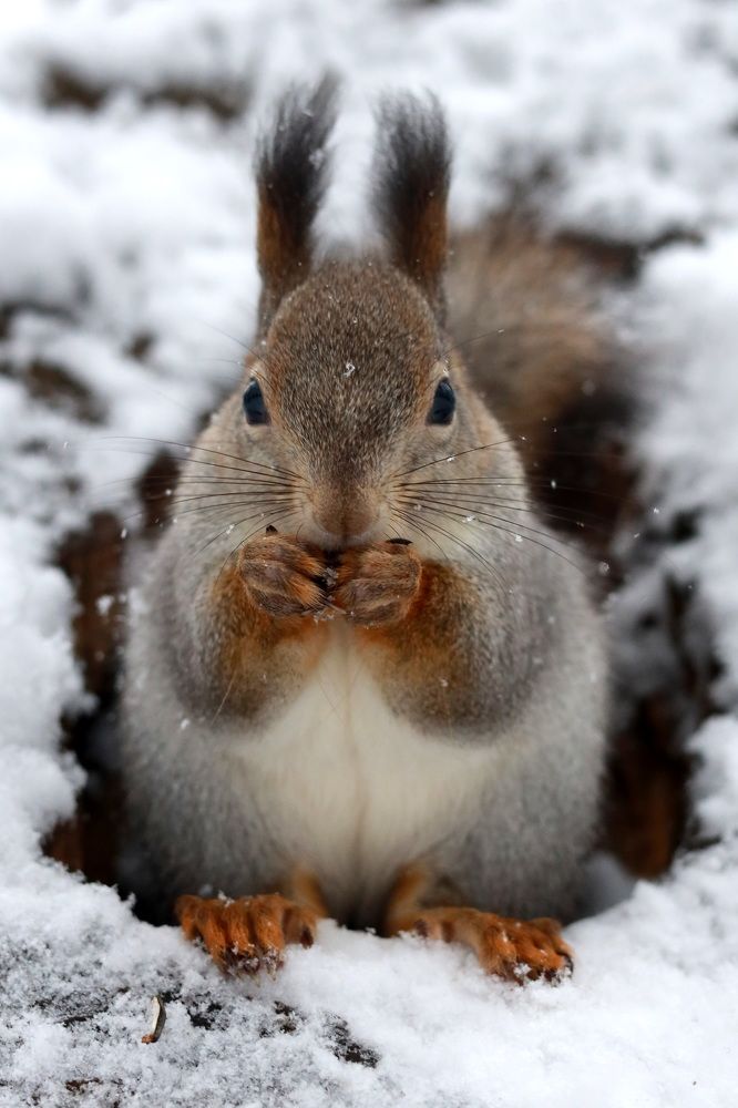 Фотография автора Колосова Елена