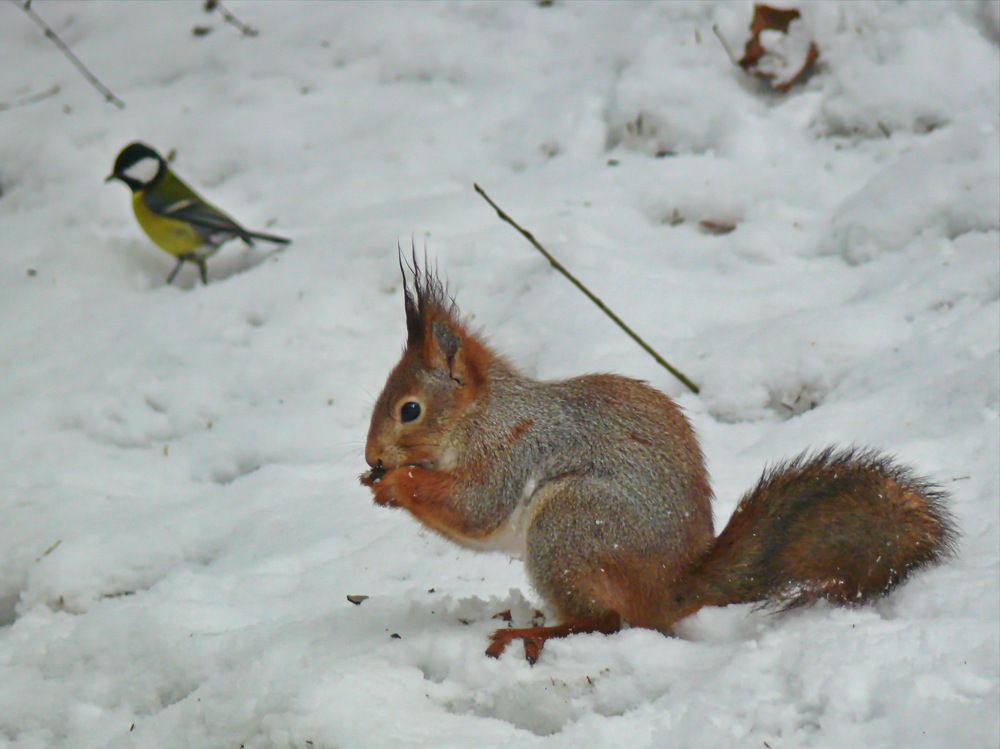Фотография автора Анатолий Борисов