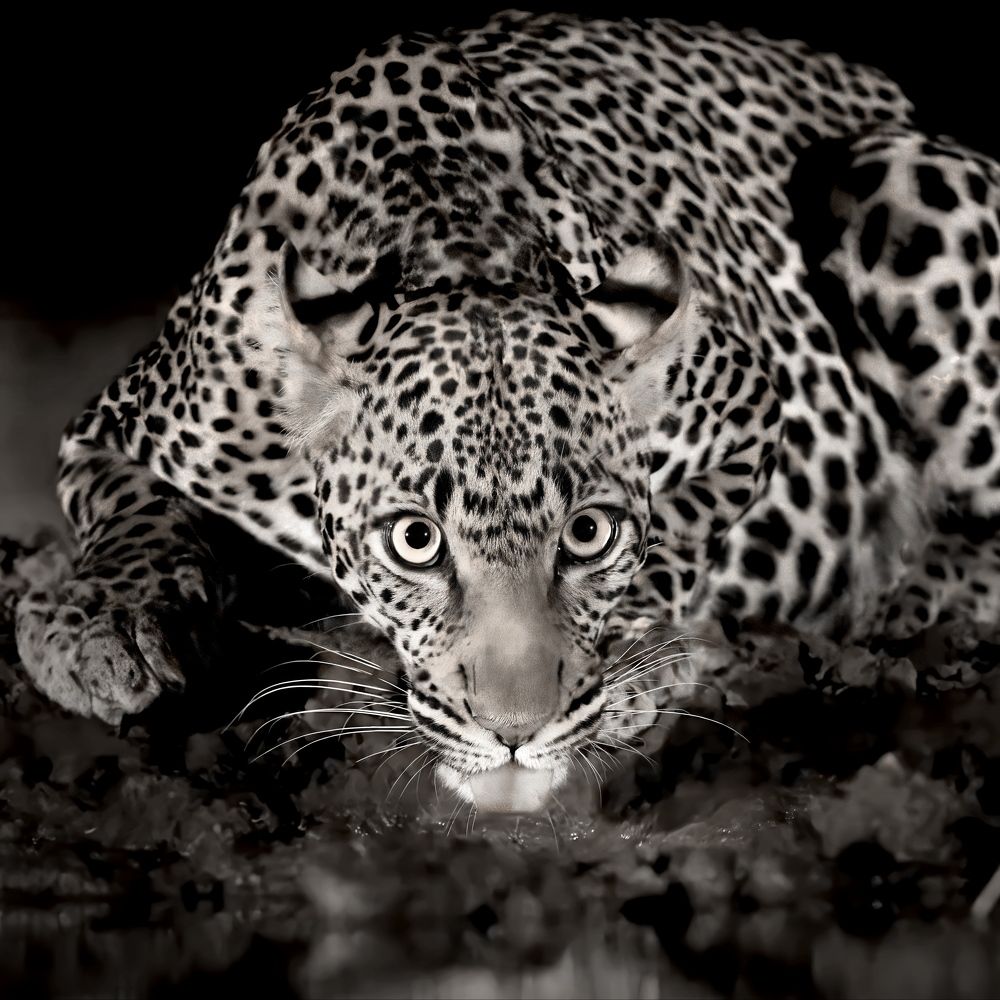 Глаза в глаза