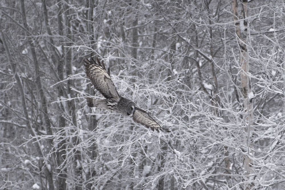 Фотография автора Martine BOUR