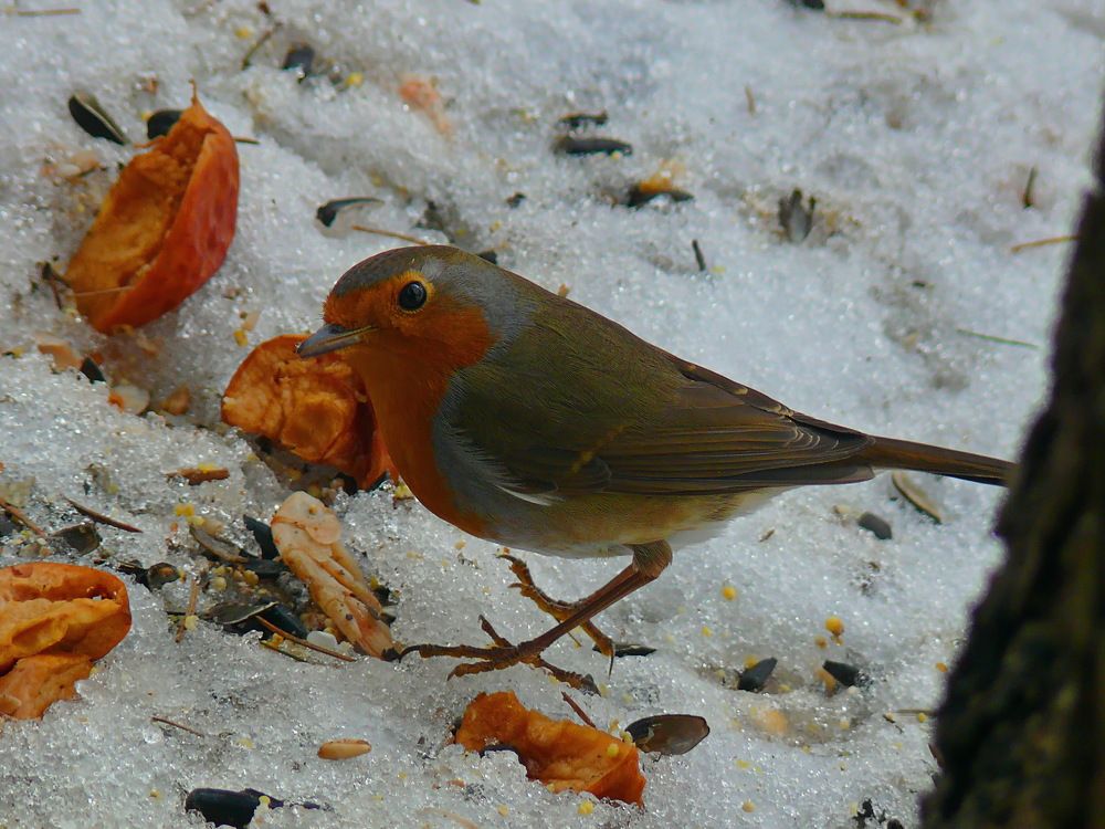 Фотография автора Анатолий Борисов