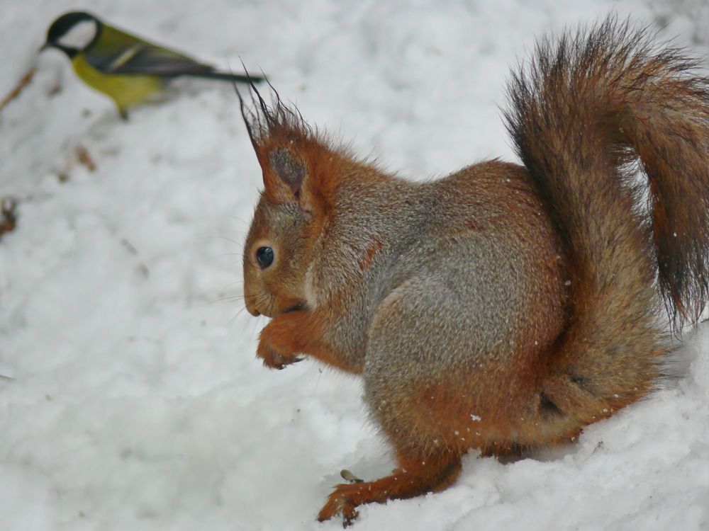 Фотография автора Анатолий Борисов
