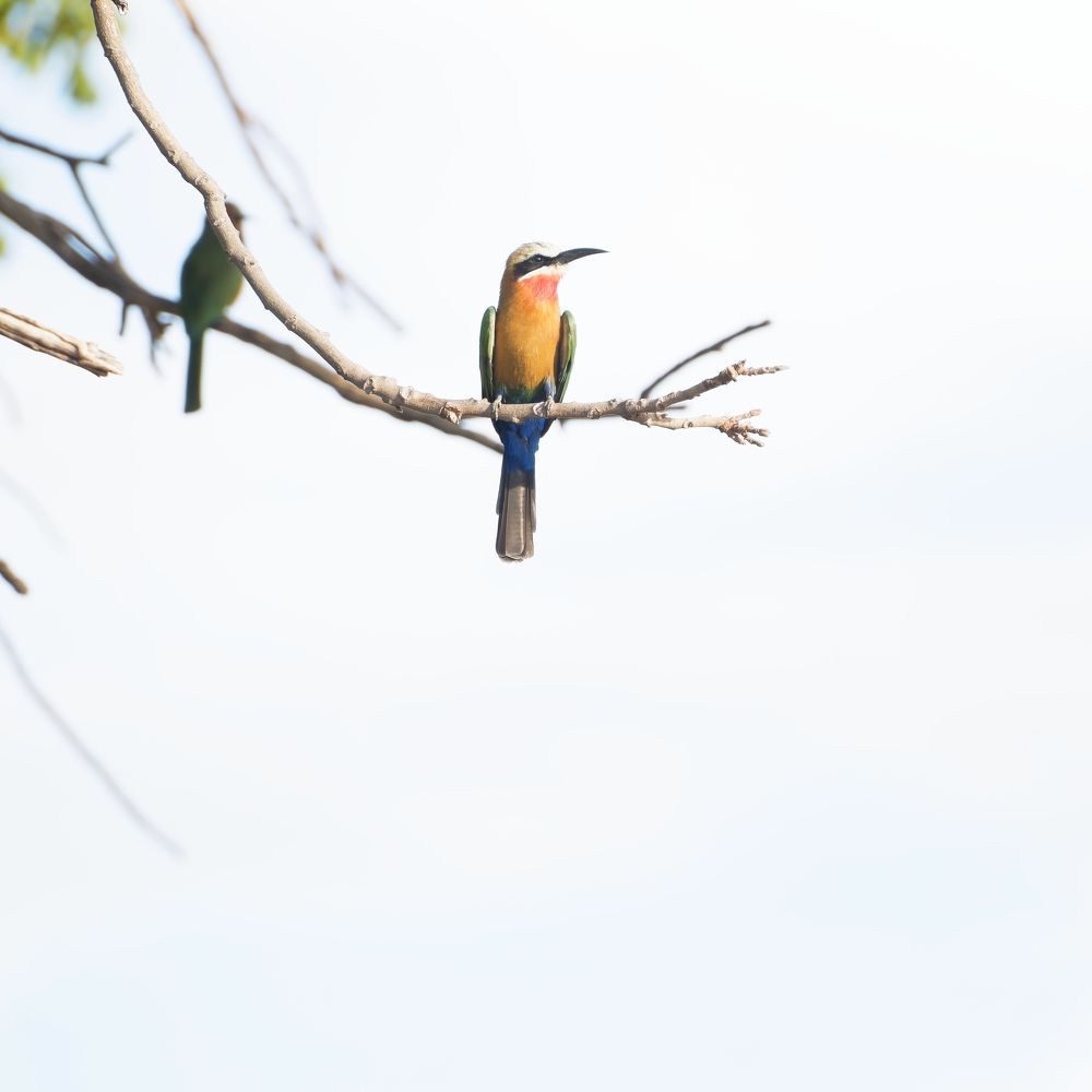 Фотография автора Martine BOUR