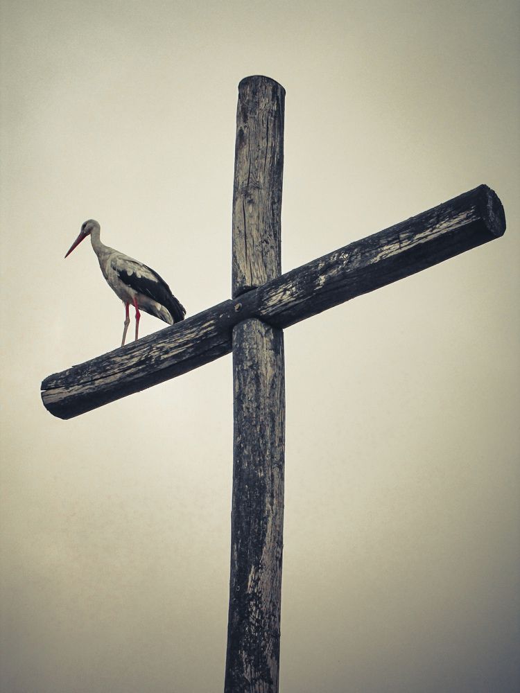 Photograph by Игорь Сухаревич