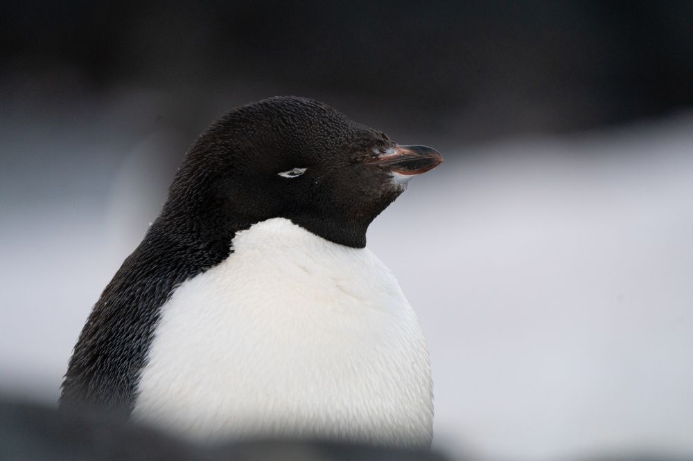 Photograph by Ирина Петрова