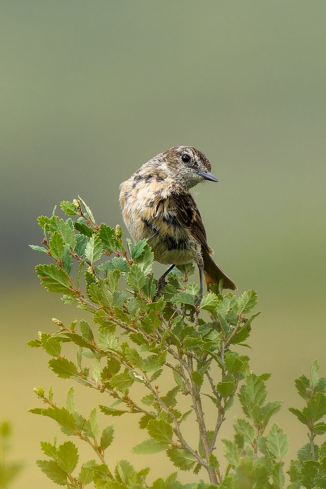 Photograph by Ирина Петрова