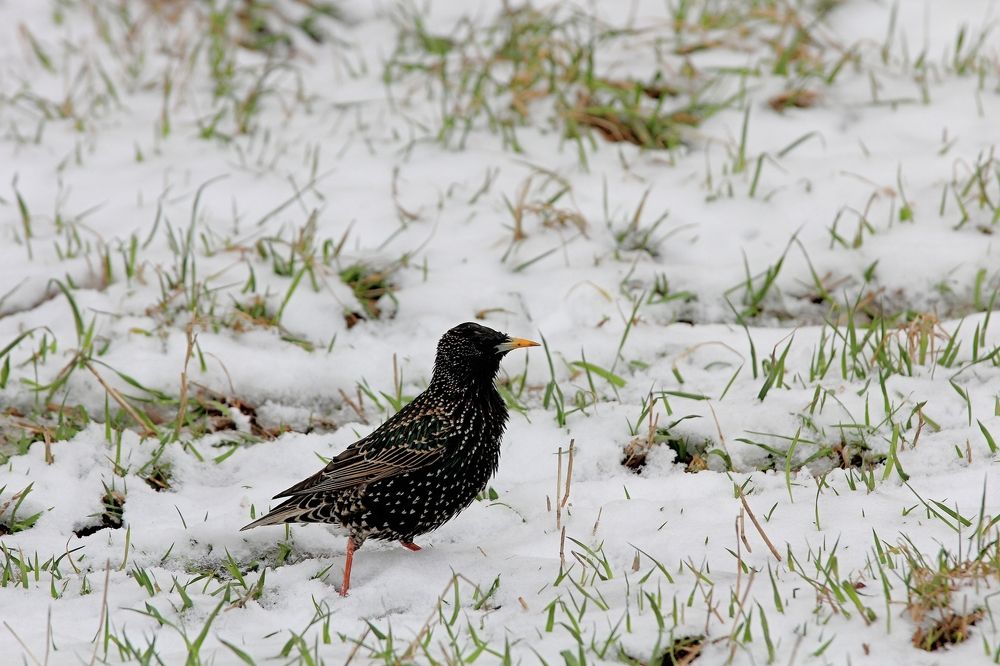 Photograph by Татьяна Слесарева
