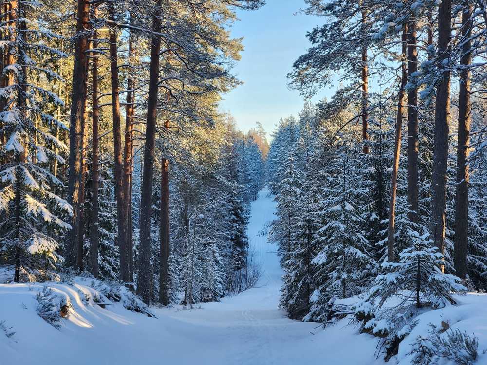 Photograph by Татьяна Пелгонен