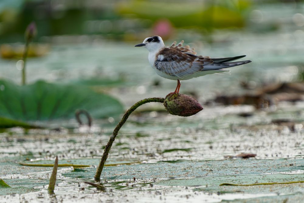 Photograph by Ирина Петрова