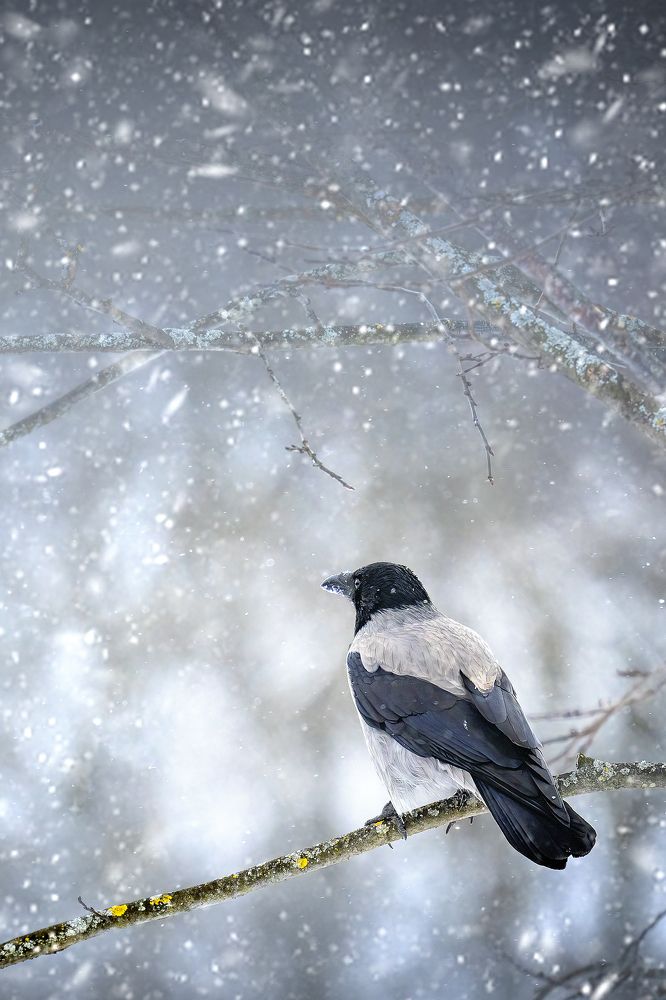 Photograph by Aleksandr Solovev