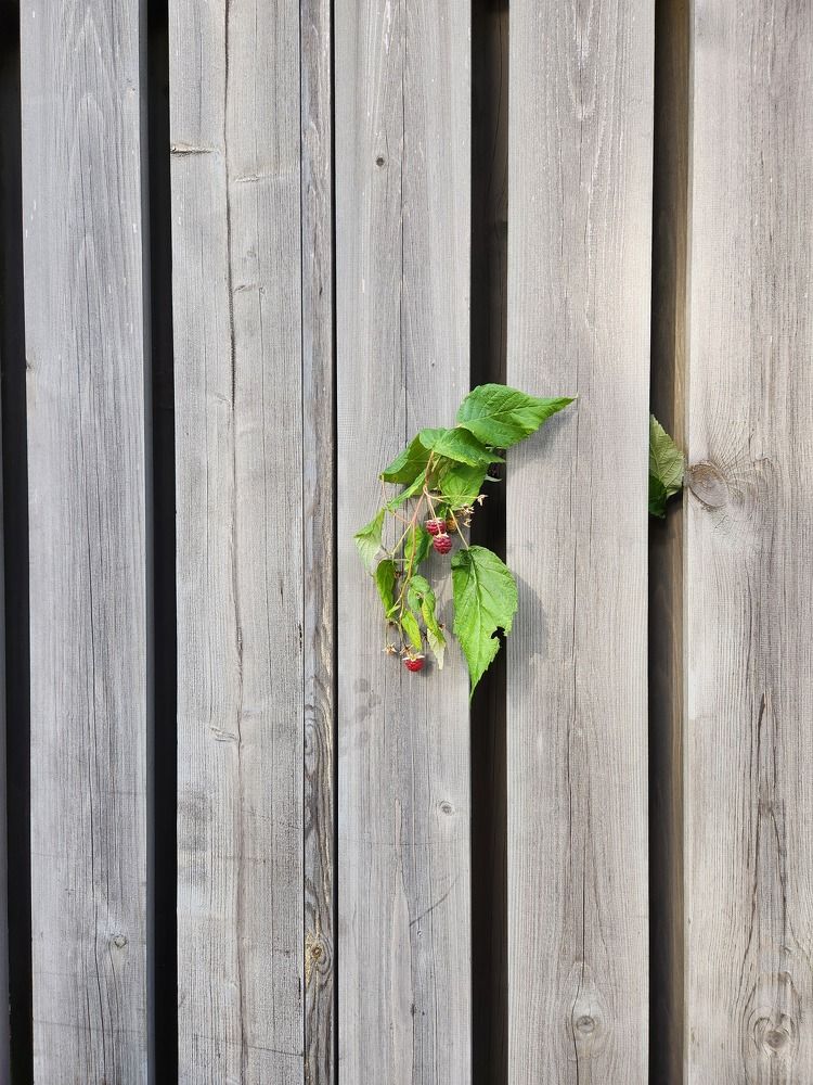 Photograph by Татьяна Пелгонен