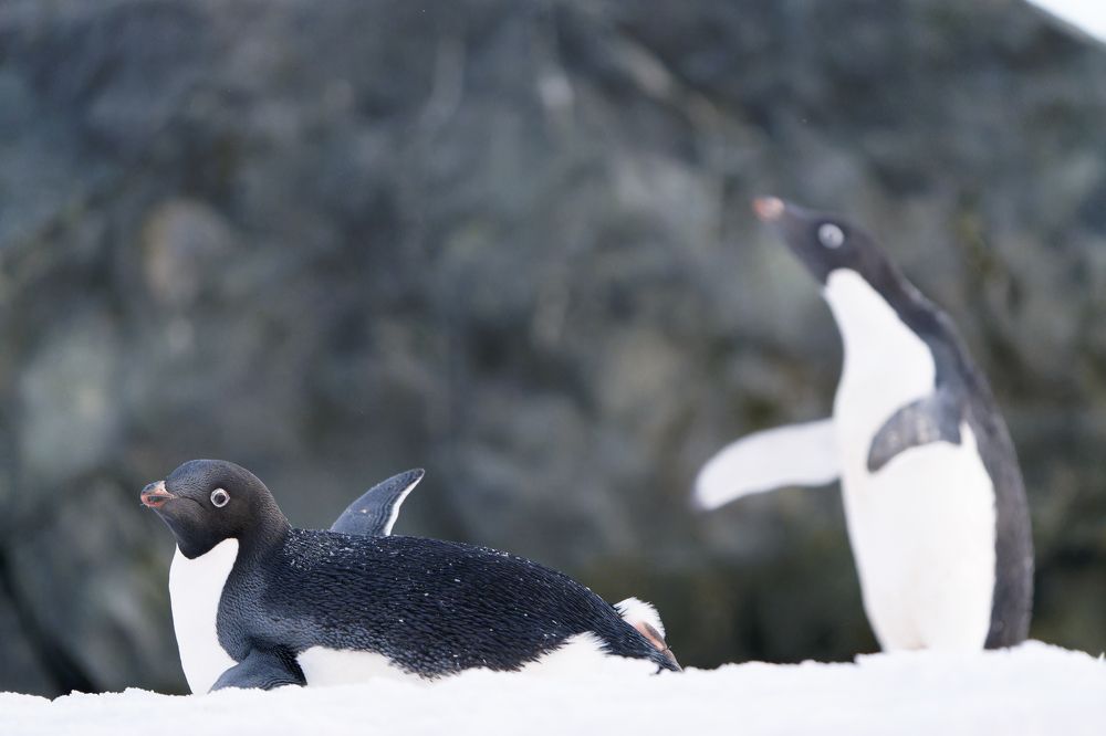 Photograph by Ирина Петрова