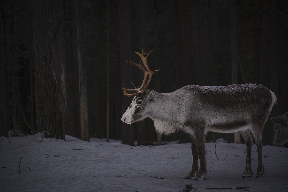 Photograph by Renee Johansson