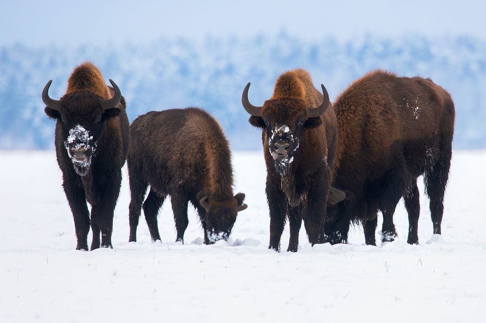 Photograph by Алёна Тиханович