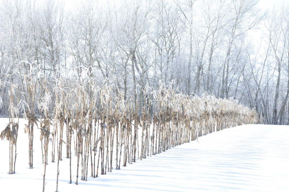 Photograph by Галина Лысых