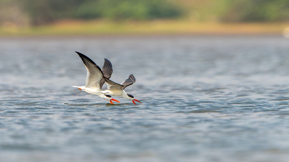 Фотография автора Chandramouli Chandramouli