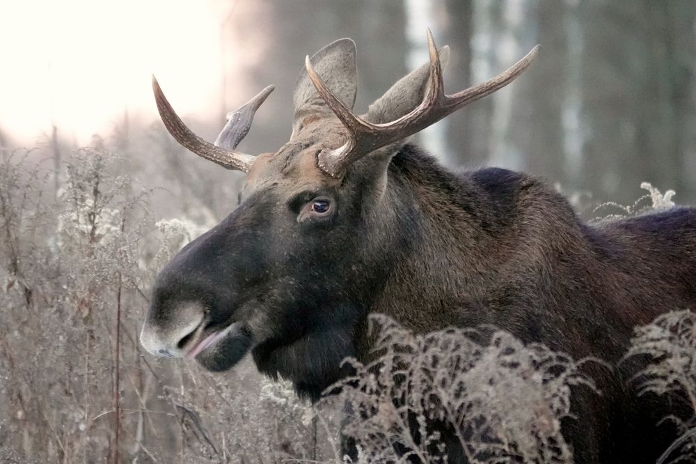 Photograph by Татьяна Орлова