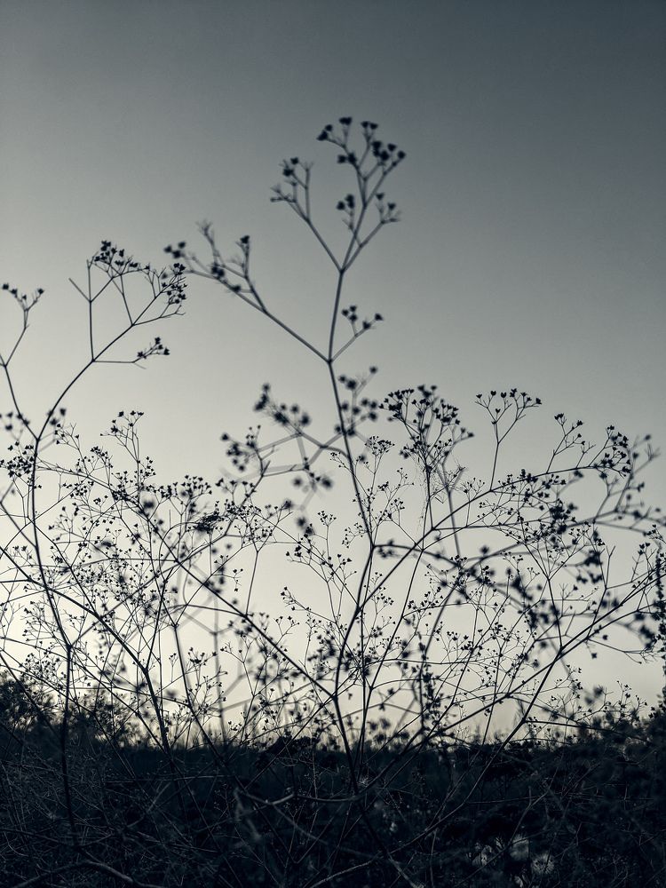 Photo #11683845