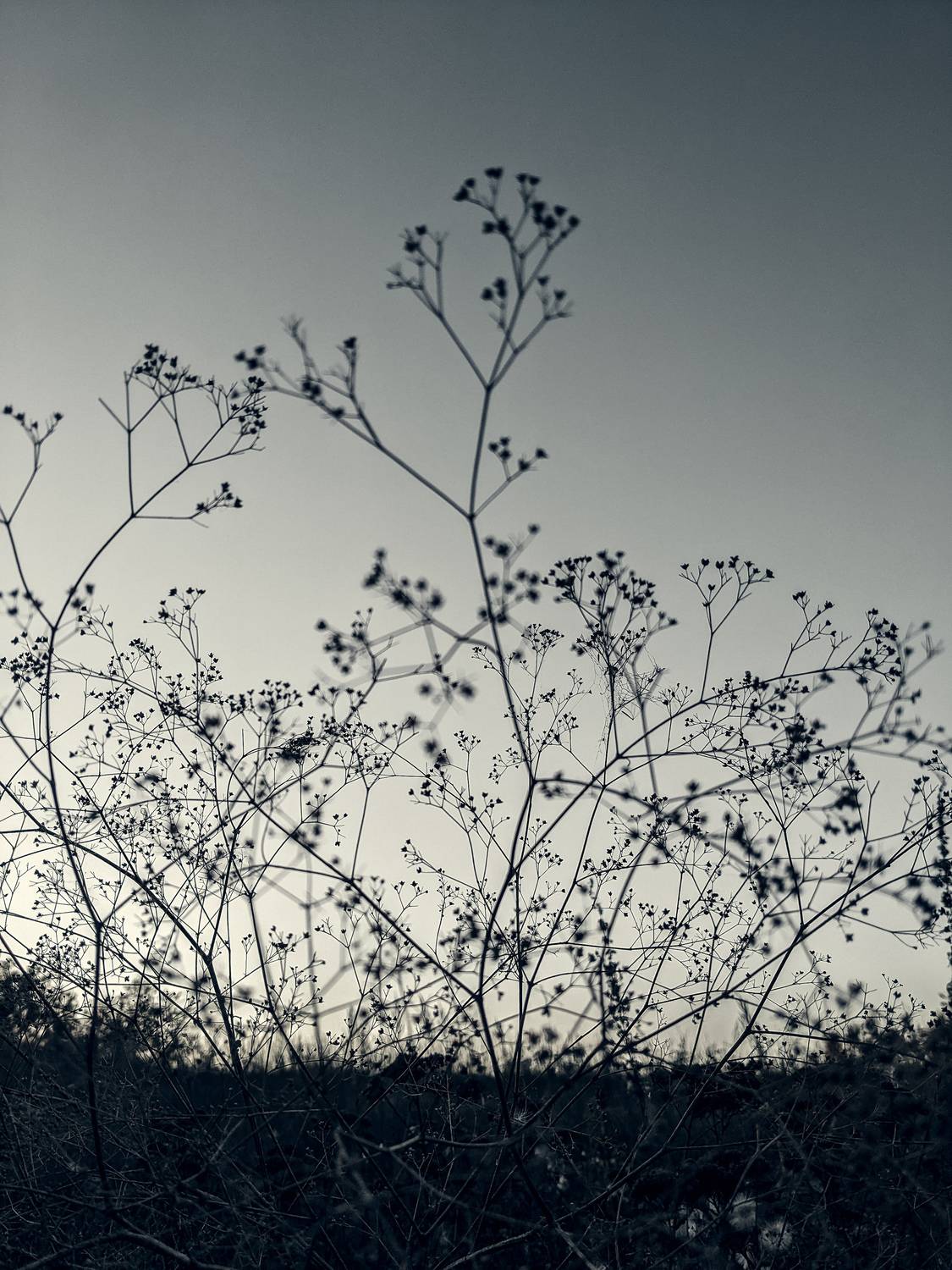 Photo #11683845