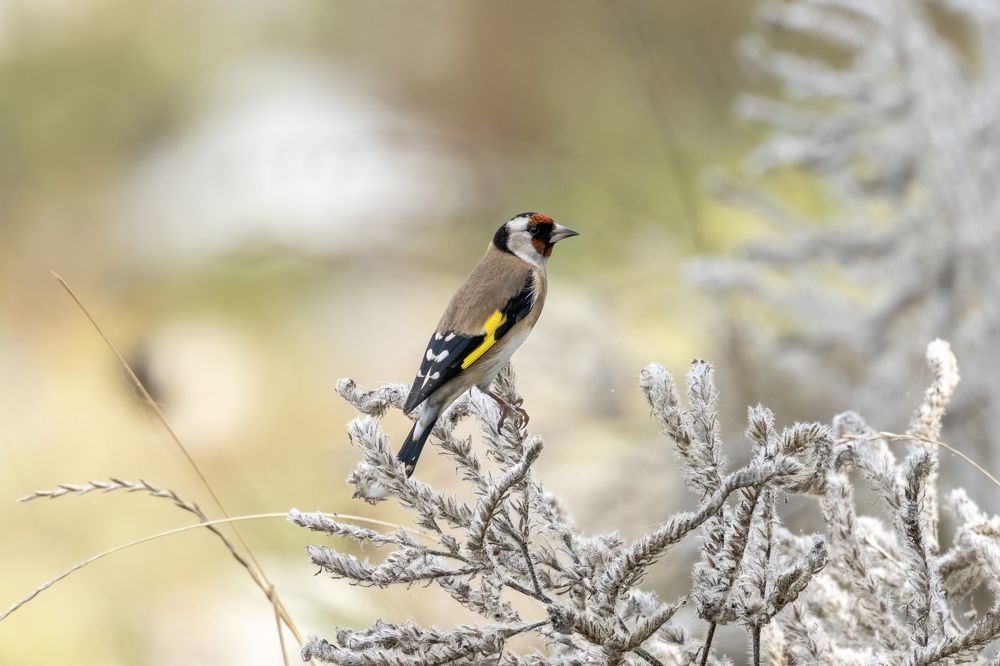 Photograph by Dimitris Vavliaras