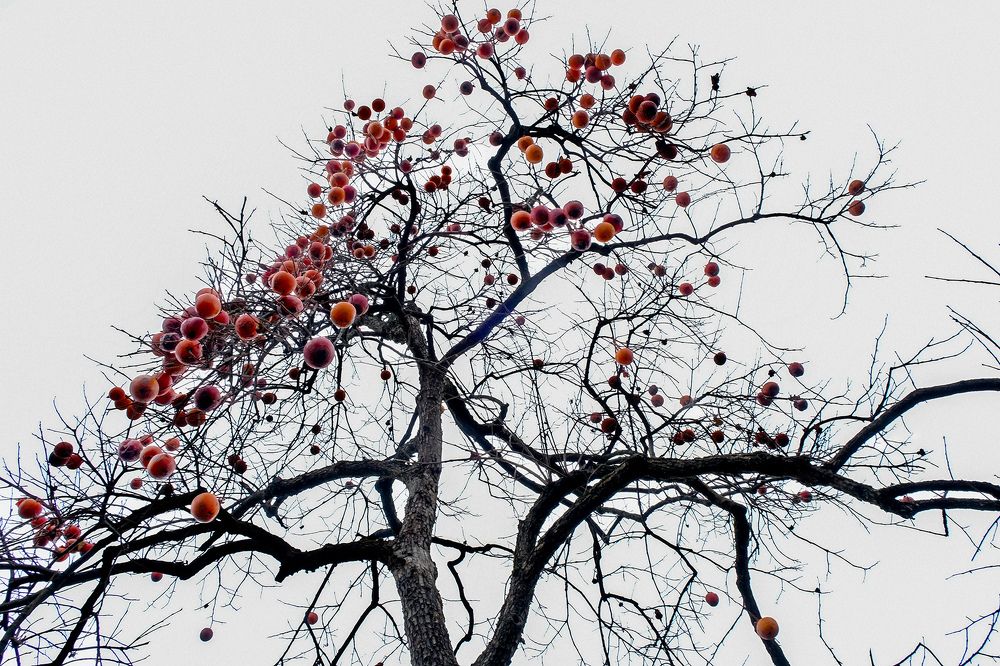 Photograph by Айдын Мехтиев