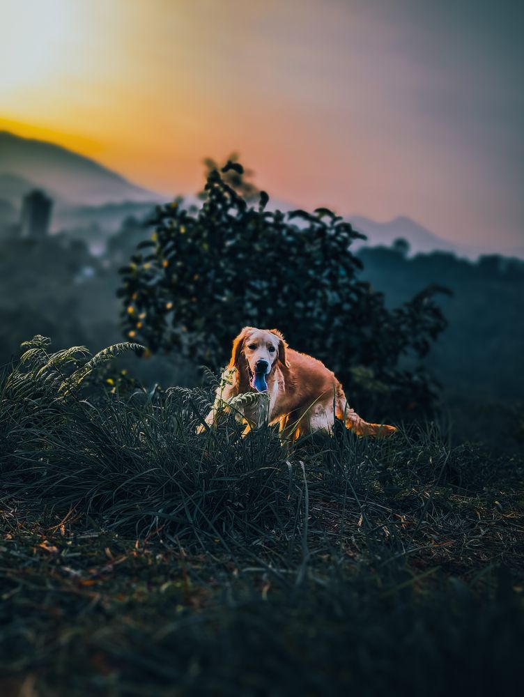 Golden hour white gold retriever