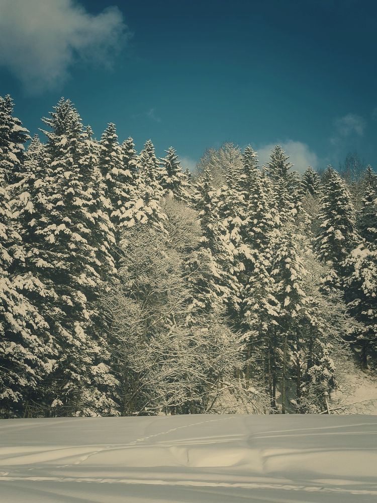 Фотография автора Елена