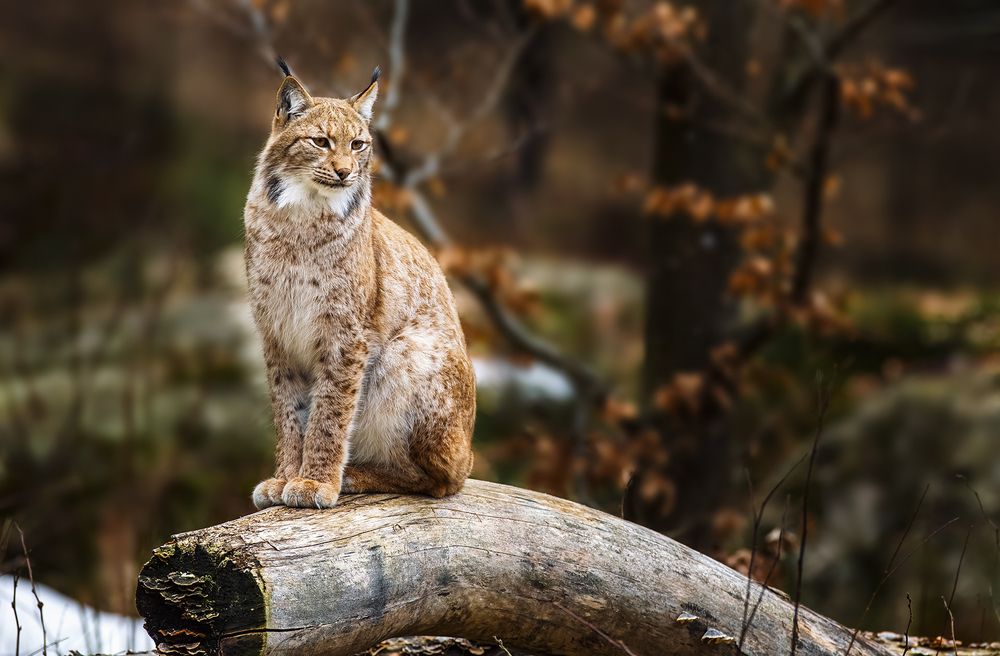 European Lynx