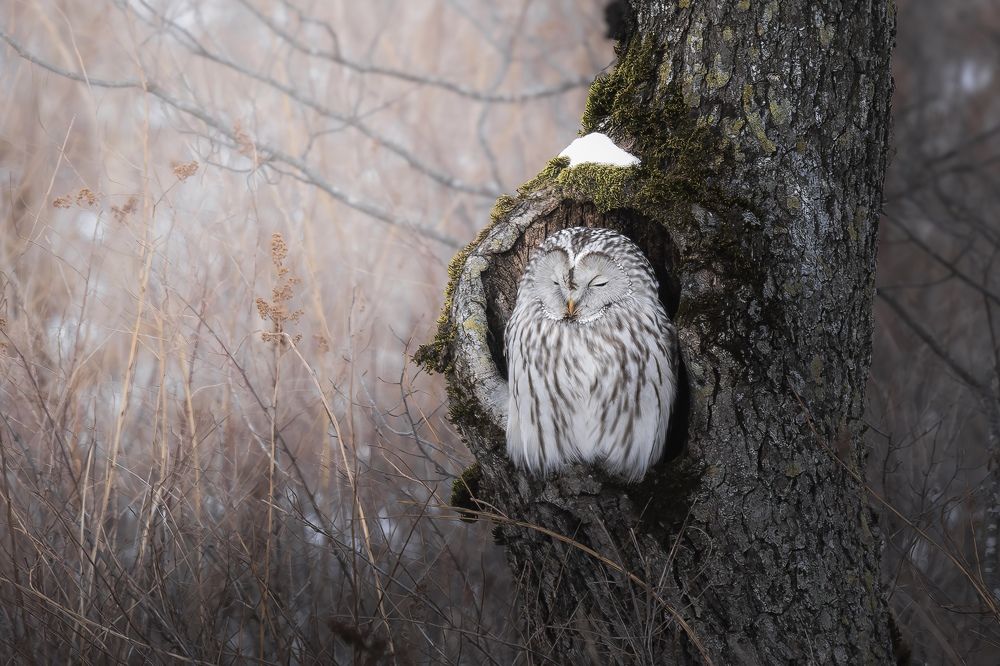 Photograph by Kaneko Atsushi